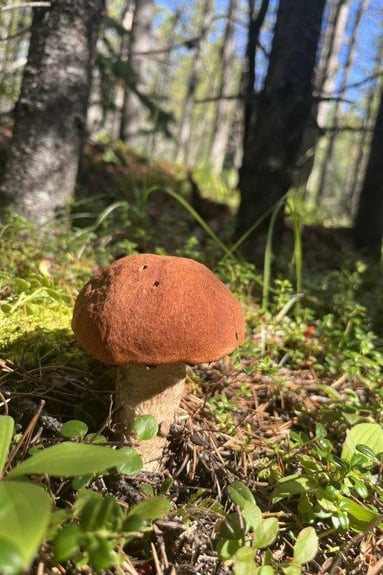 Mushrooming in situ 2025