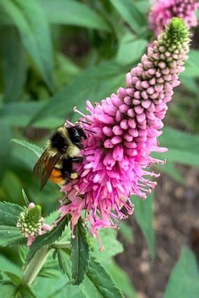 Veroncia sp pink- Deborah Maier