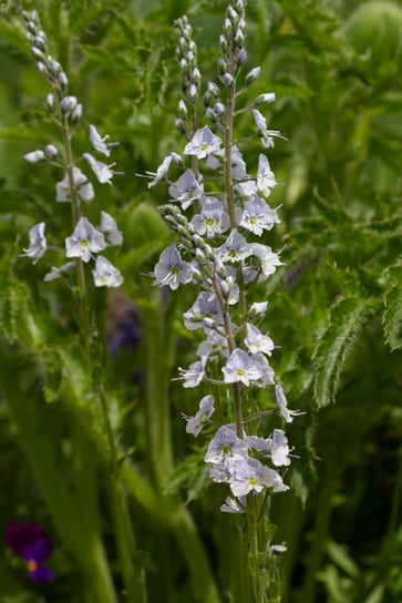 Veronica gentianoides-Deborah Maier
