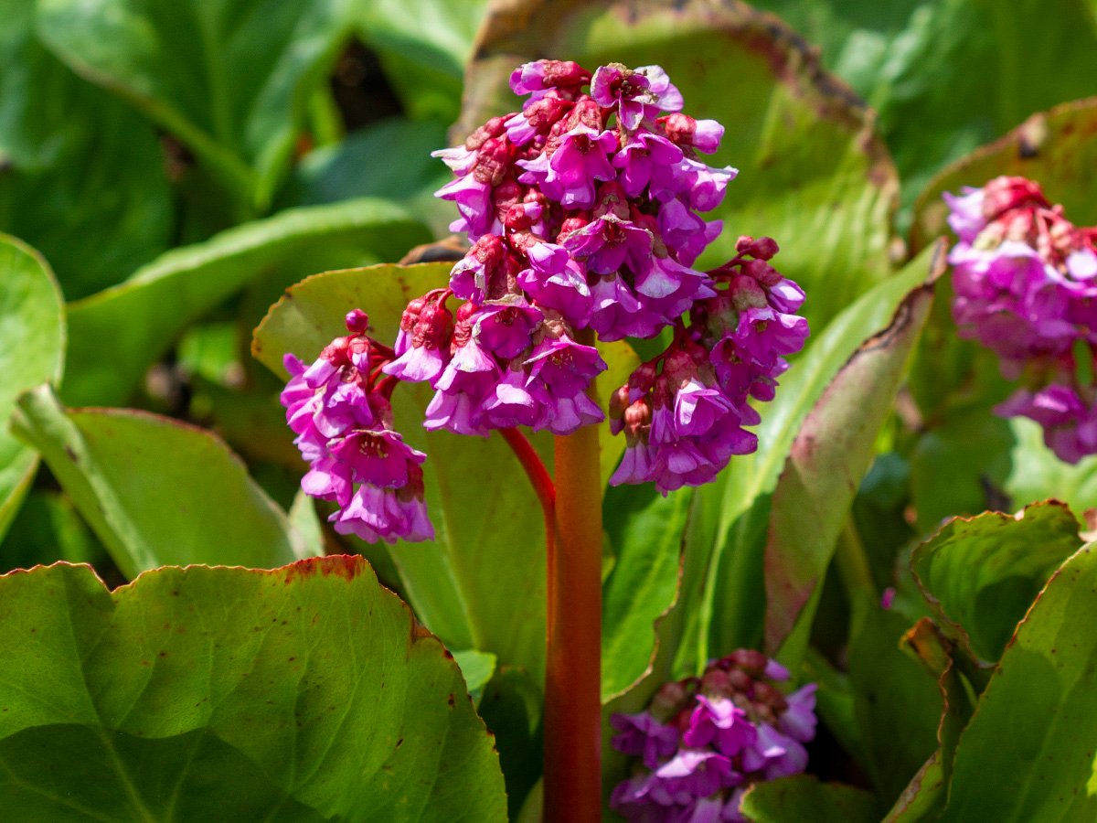 Tried and true plants for a Calgary garden