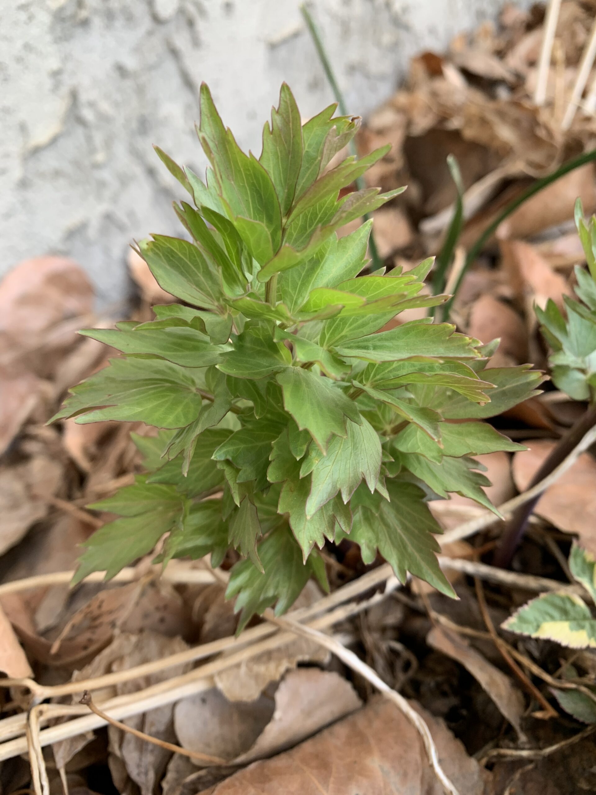 Lovage - a wonderful perennial you can eat. Photo: Deborah Maier