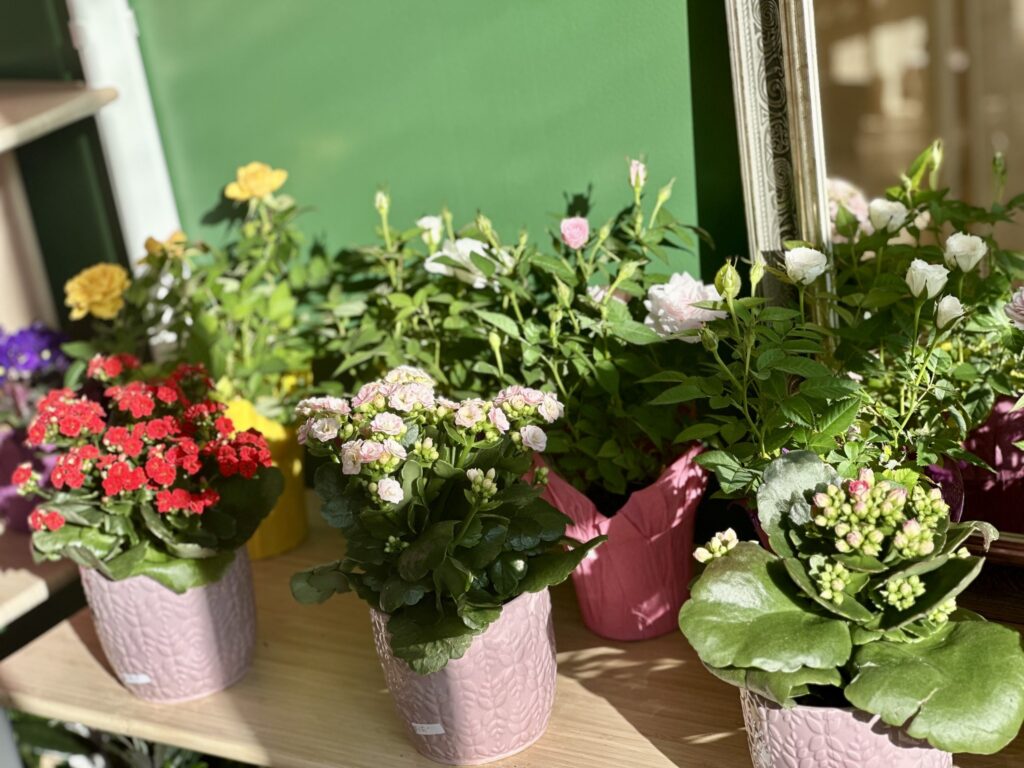 Flowers and plants in sunlight