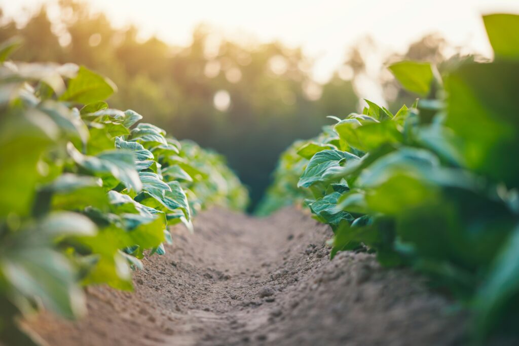 Healthy soil makes healthy plants and good food