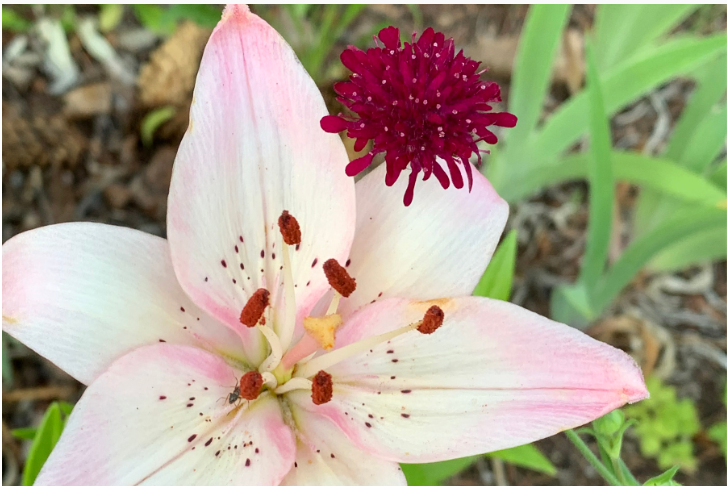Gardening has many benefits, from mental to physical wellbeing.